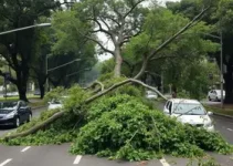 árvore cai sobre veículos