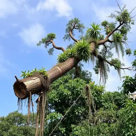queda de árvore em São Paulo